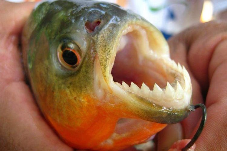 Piranha dangereux
