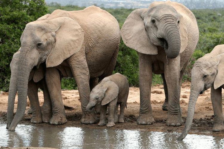 Des éléphants et un bébé éléphant