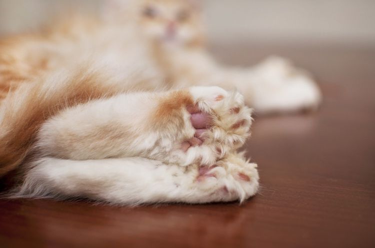 Polydactylie chez les chats