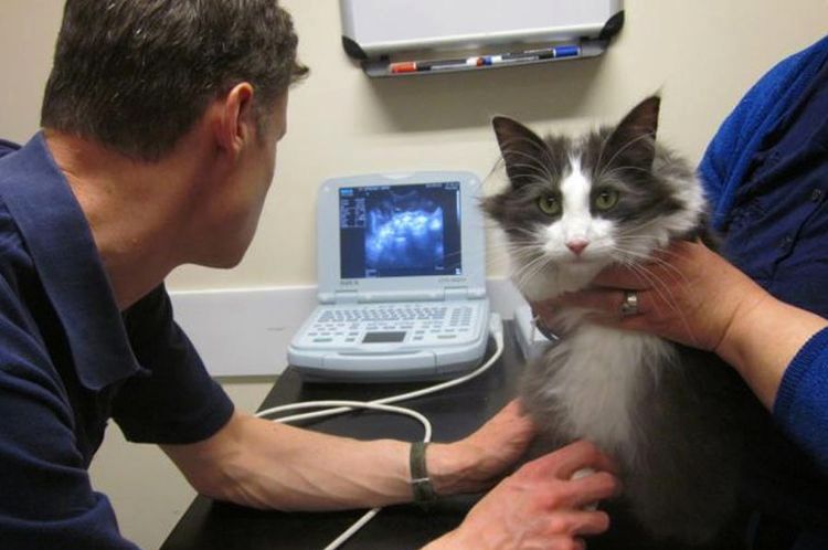 Échographie pour chat
