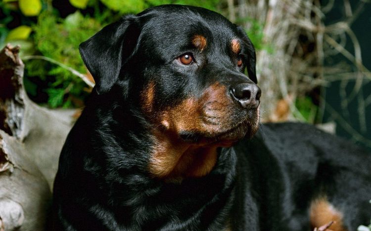 chien guide rottweiler