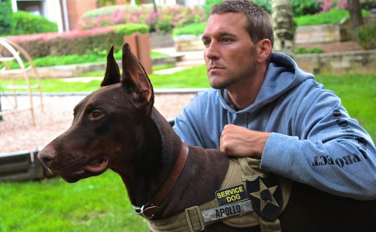 chien guide Doberman