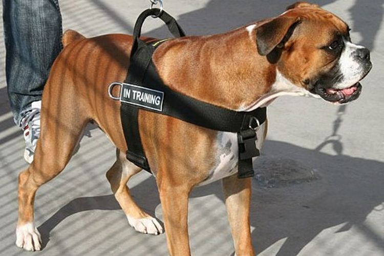 Chien guide Boxer