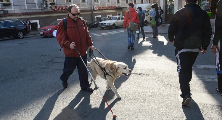 Chien guide avec son propriétaire