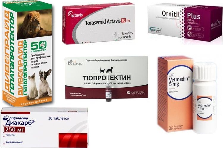 Médicaments pour le traitement de l'hydropisie (ascite) chez le chien