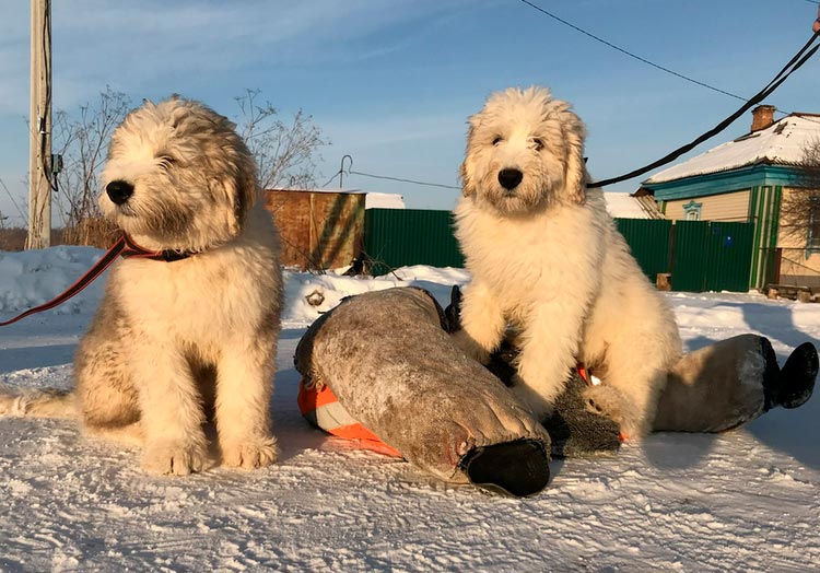chiots Berger Russe du Sud