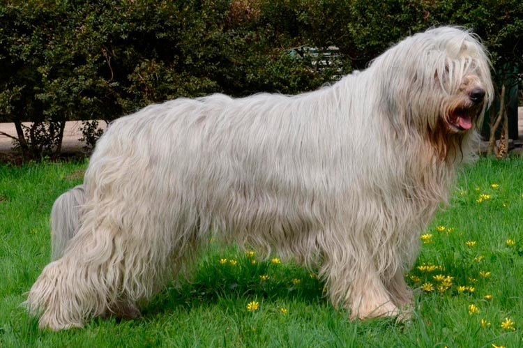 race de berger russe du Sud