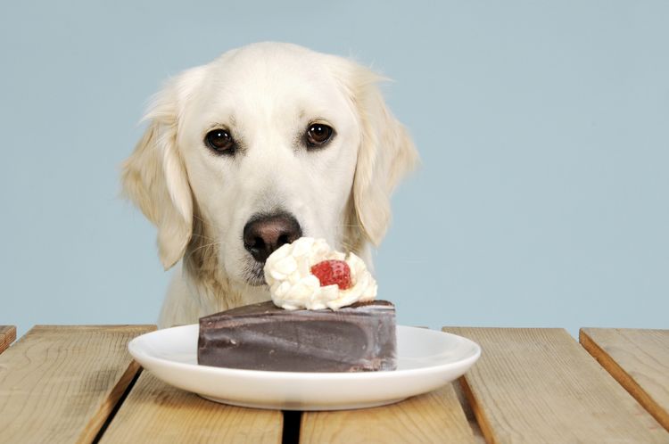 Un labrador et un morceau de gâteau