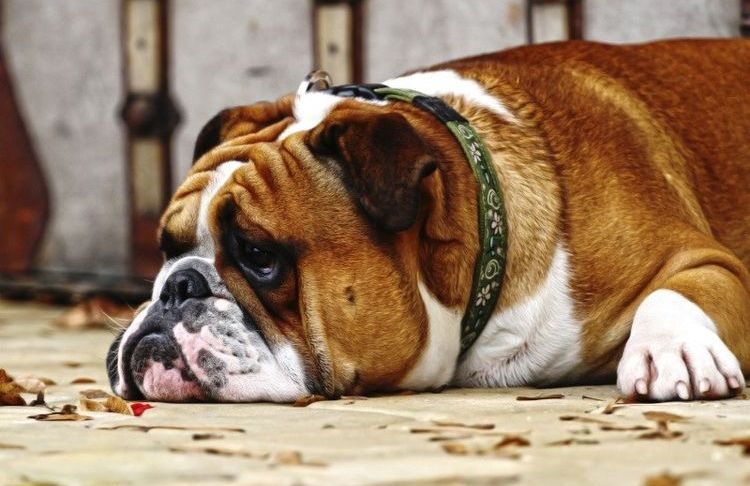 Le chien triste est couché