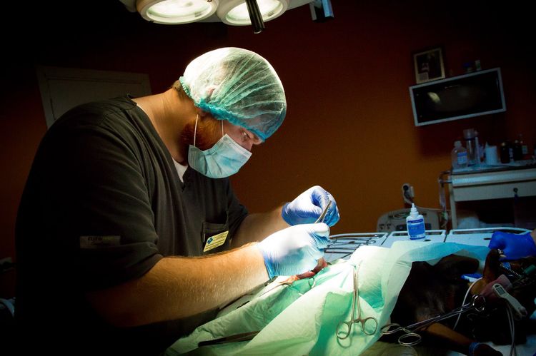 Intervention chirurgicale pour retirer un volvulus intestinal chez un chien