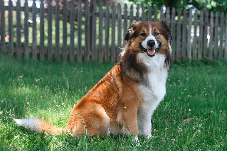 Berger anglais dans la cour