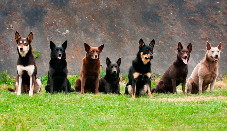 Couleurs du Kelpie australien