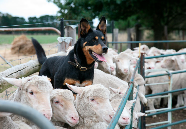 race de chien Kelpie australienne