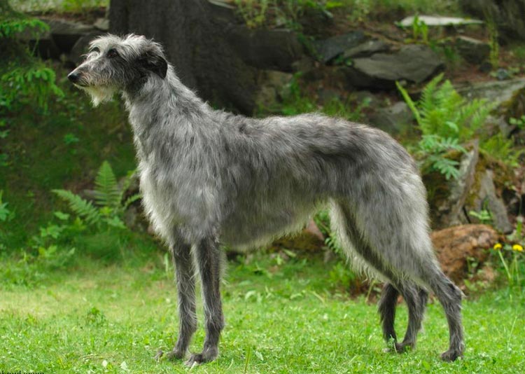 race de chien Deerhound