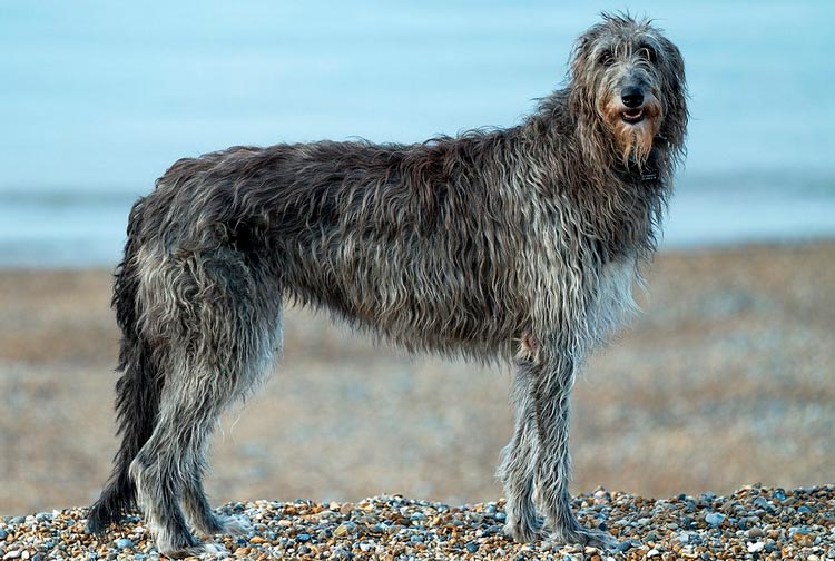 Lévrier irlandais ou Deerhound