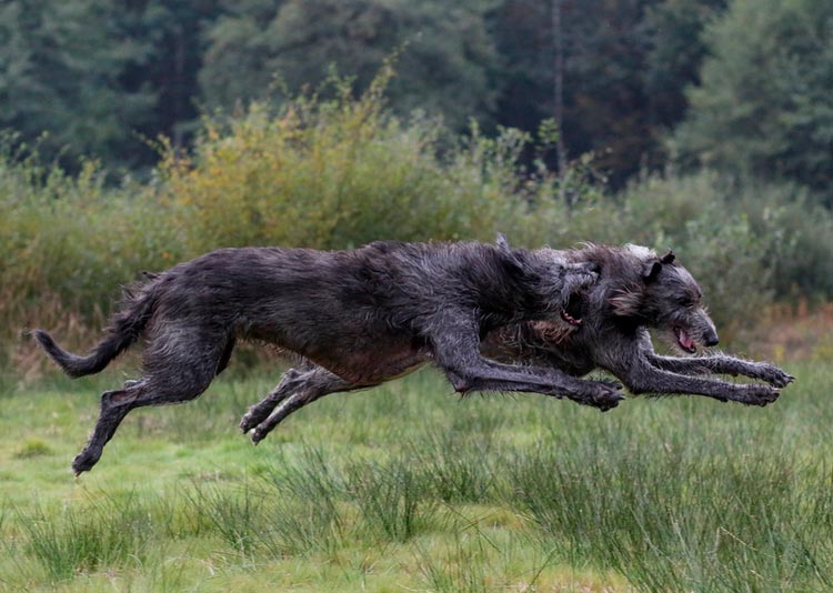 cinq chiens de la race Deerhound