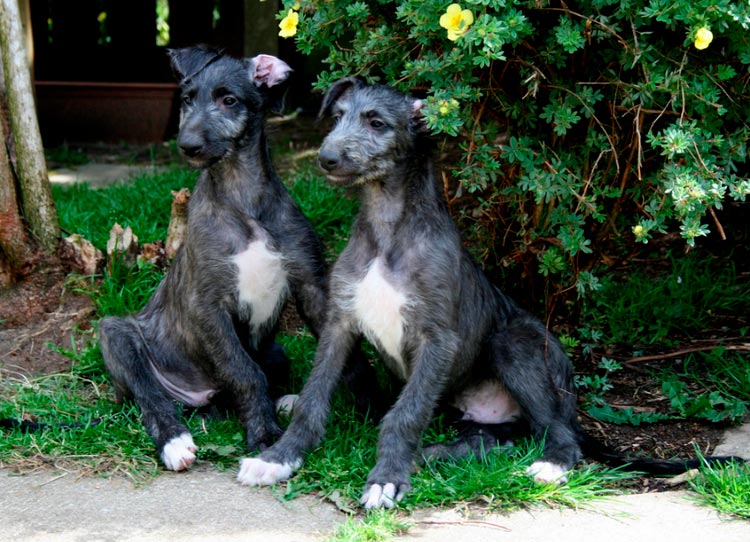 chiots Deerhound