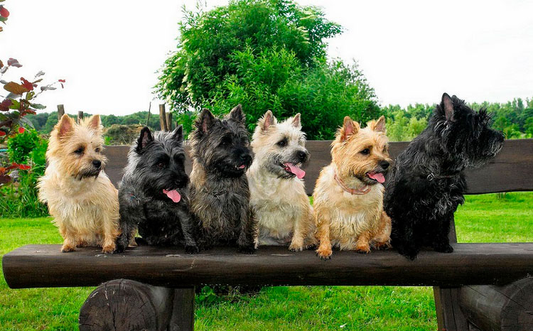 Des Cairn Terriers de différentes couleurs
