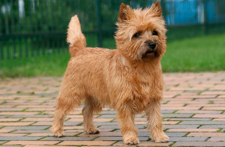 Cairn Terrier rouge