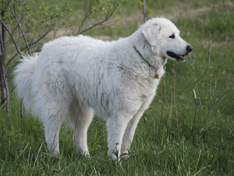 Kuvasz est une race hongroise