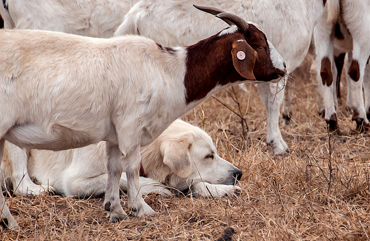 Kuvasz garde le troupeau