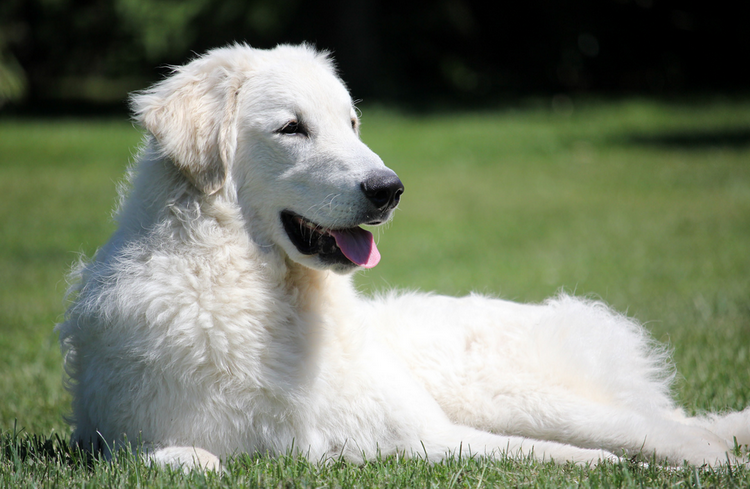 Chien Kuvasz