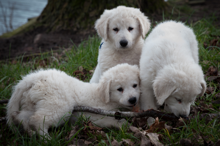 trois chiots Kuvasz
