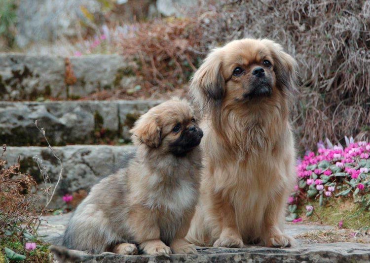 Épagneul tibétain avec chiot