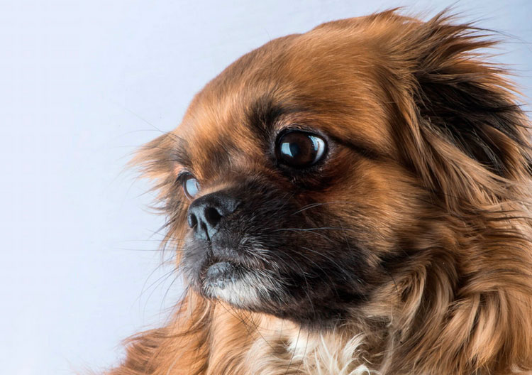 race de chien Épagneul tibétain