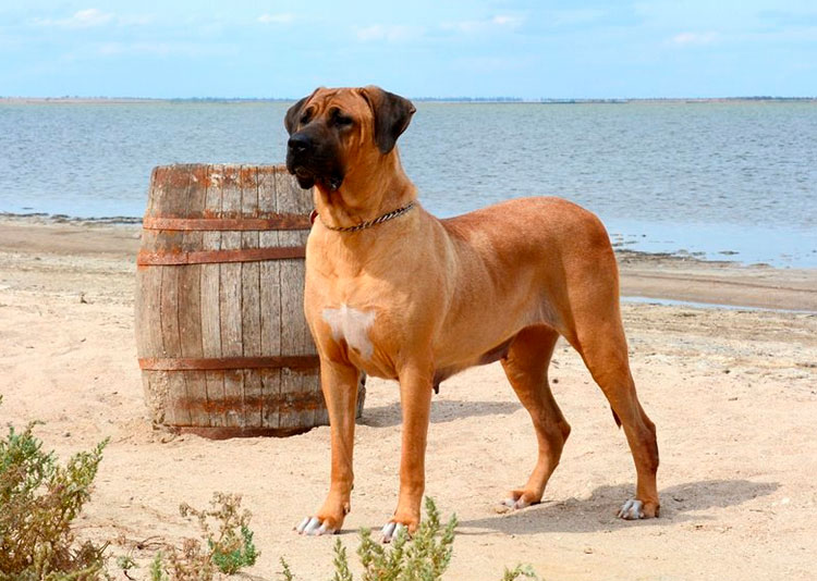 Race de chien Tosa Inu