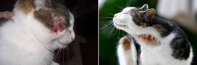 Manifestations des allergies chez les chats