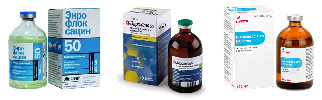 Solutions injectables analogues du Baytril pour le traitement des chats