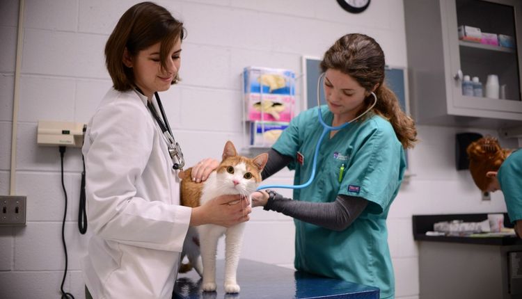 Un chat chez le vétérinaire