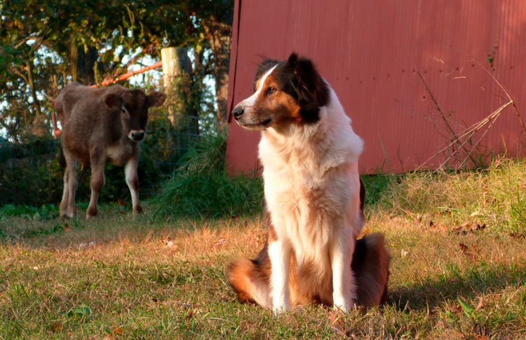 race de chien Berger Anglais