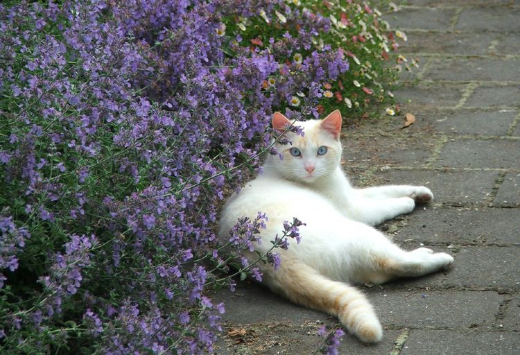 Chat avec des plantes