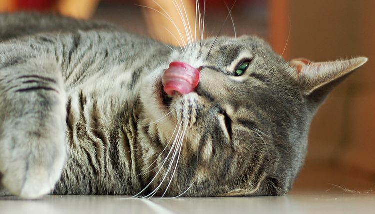 Le chat se lèche