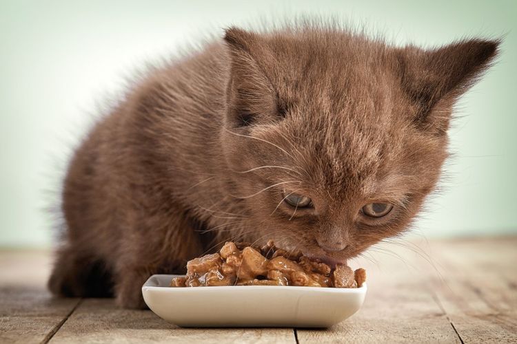 Le chaton mange de la nourriture humide