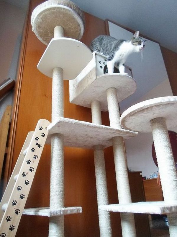 Complexe de jeux pour chats