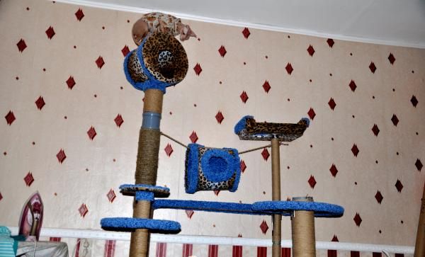 Guide étape par étape pour construire un espace de jeu pour chats