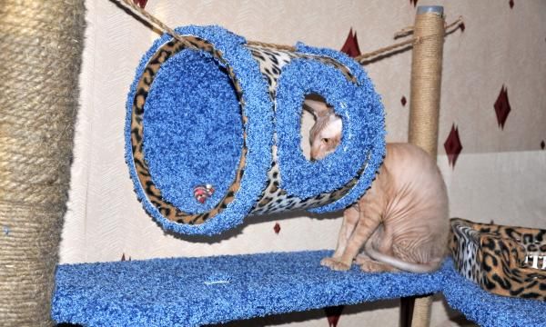 Guide étape par étape pour construire un espace de jeu pour chats