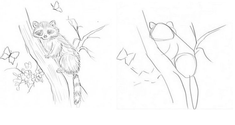 Comment dessiner un raton laveur