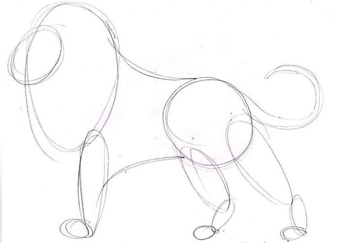Comment dessiner un lion