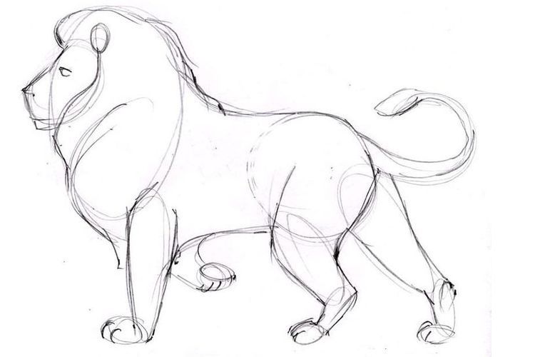 Comment dessiner un lion