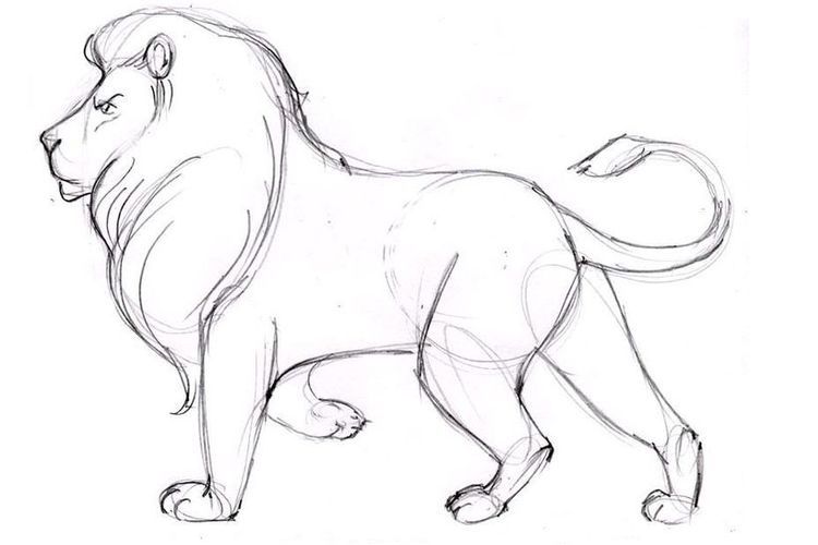 Comment dessiner un lion