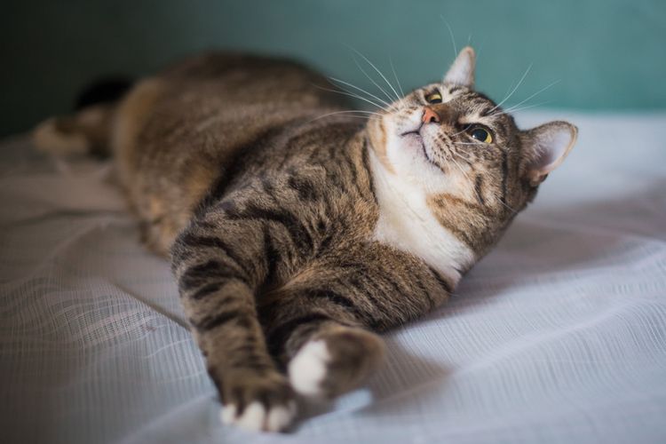 Le chat regarde son propriétaire