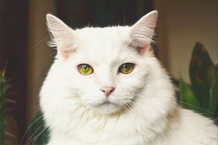 Chat blanc aux yeux jaunes