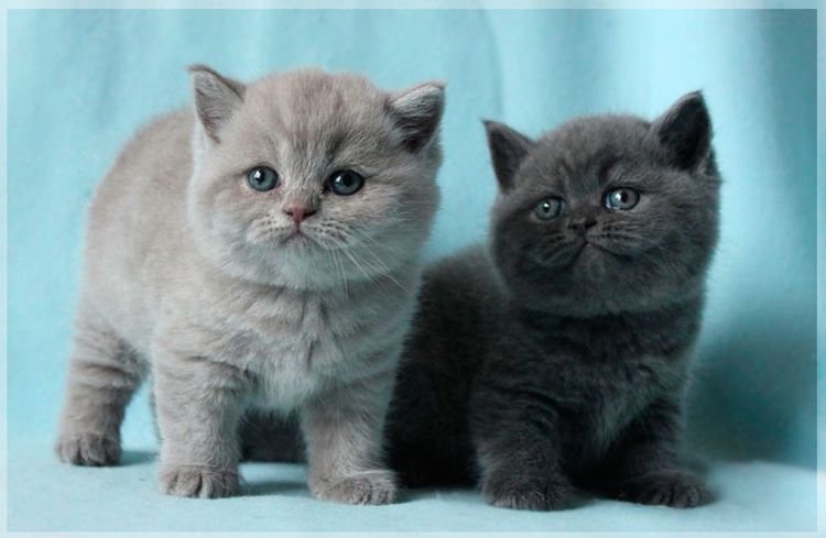chatons britanniques