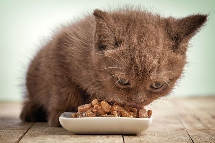 Le chaton mange de la nourriture humide