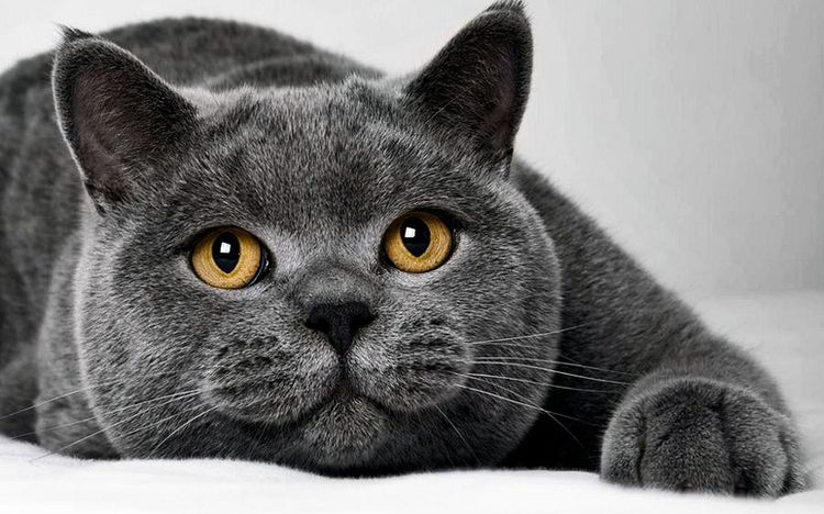 chat British Shorthair