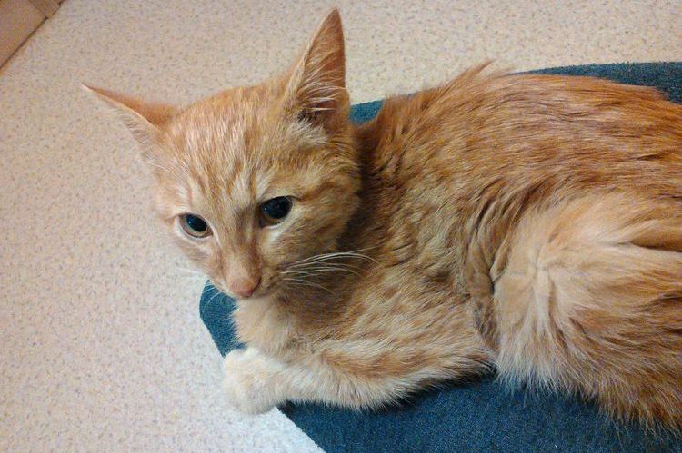 Calicivirus chez les chatons